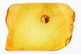 Detailed Fossil Pseudoscorpion (Pseudoscorpiones) In Baltic Amber #346427-1